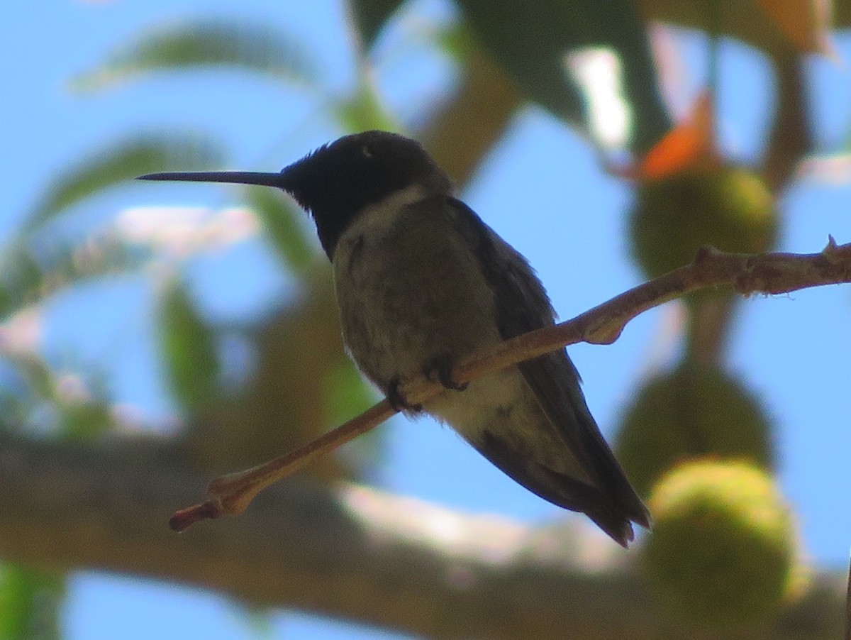Black-chinned Hummingbird - ML619111143