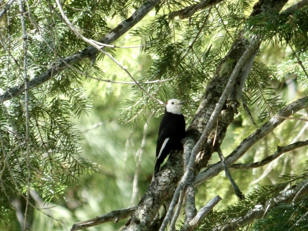 White-headed Woodpecker - ML619111171