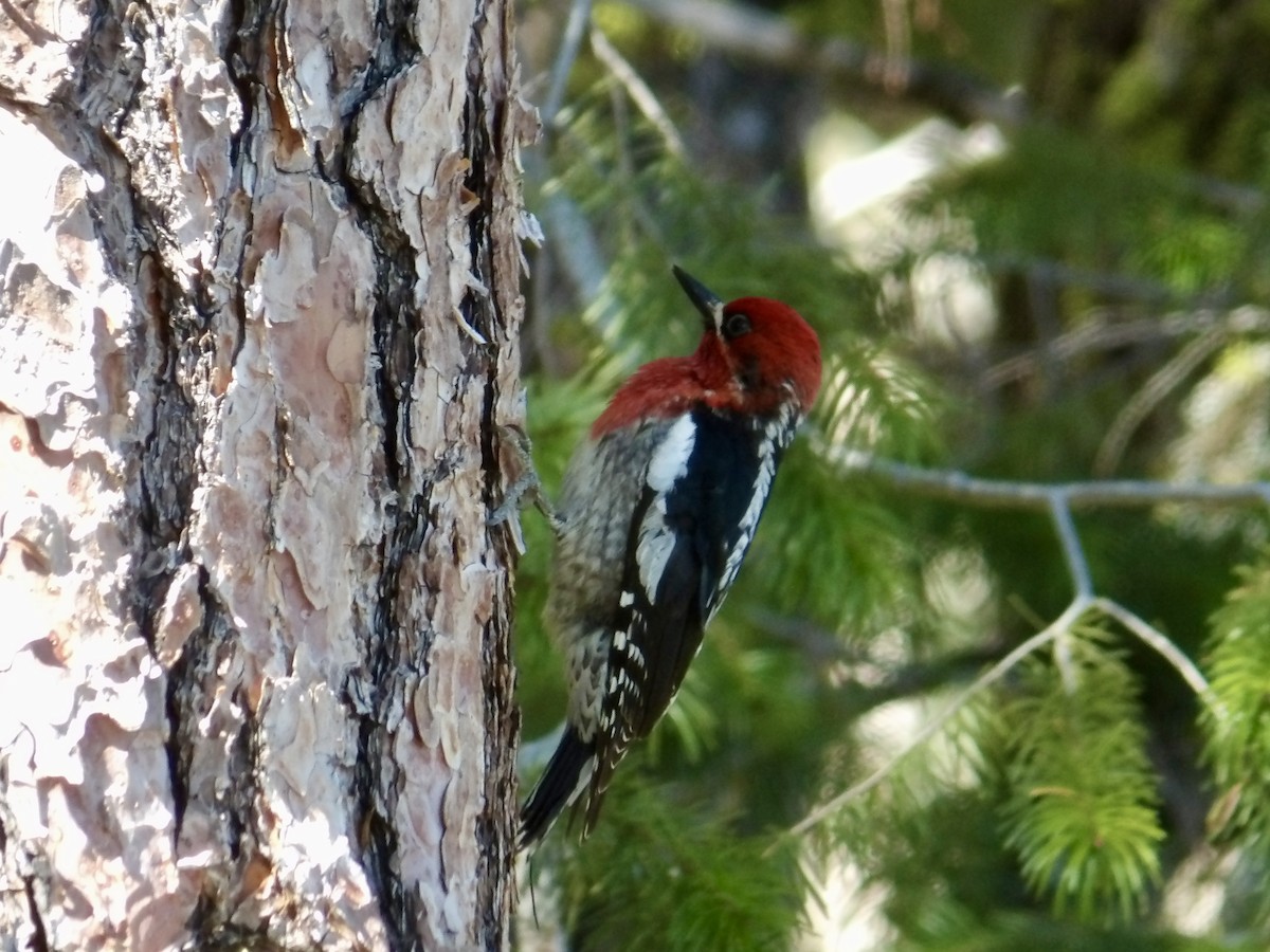 Red-breasted Sapsucker - ML619111176