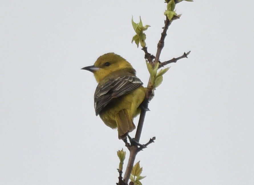 Orchard Oriole - ML619111187