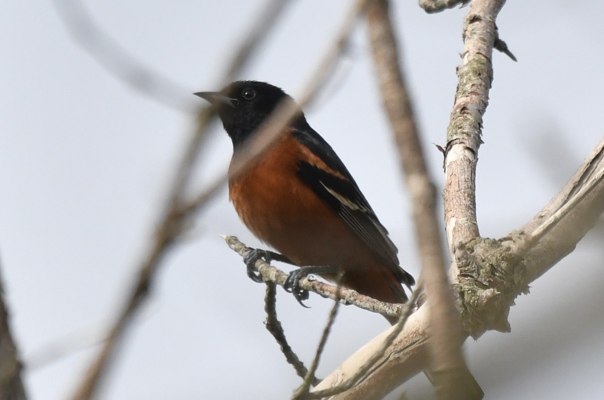 Orchard Oriole - ML619111198