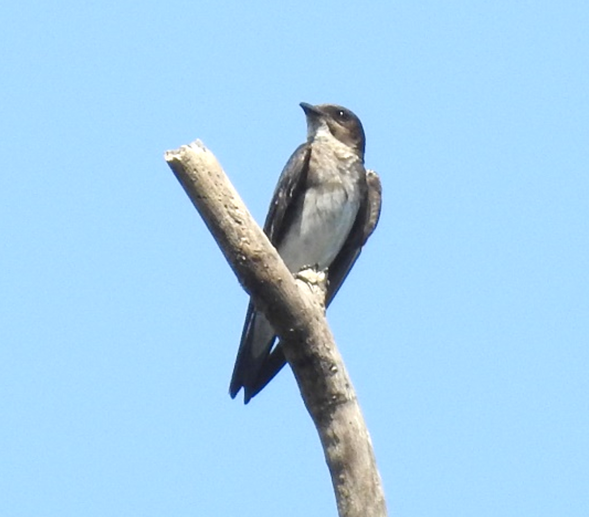 Southern Rough-winged Swallow - ML619111202