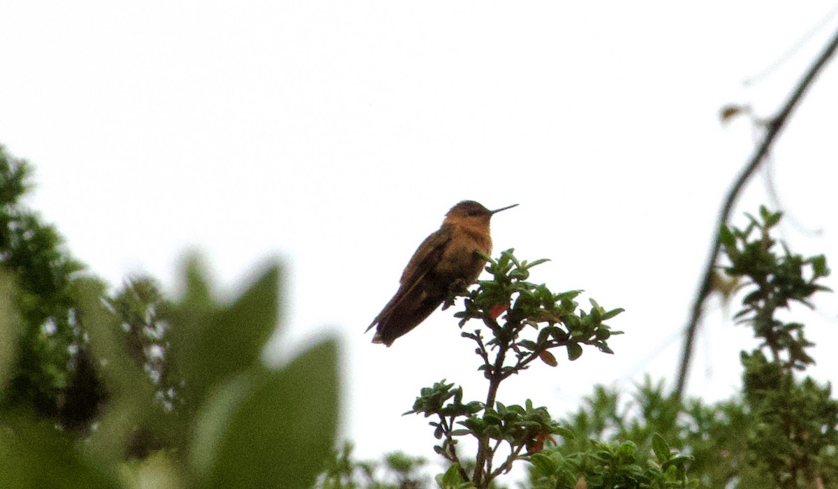 kolibřík duhovohřbetý - ML619111257
