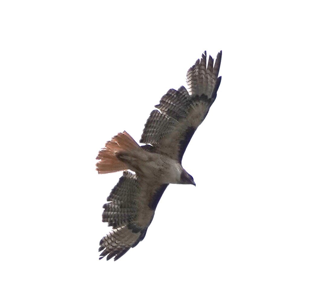 Red-tailed Hawk - ML619111317