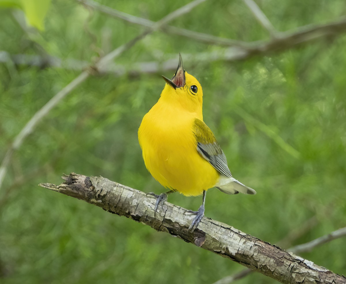 Prothonotary Warbler - ML619111323