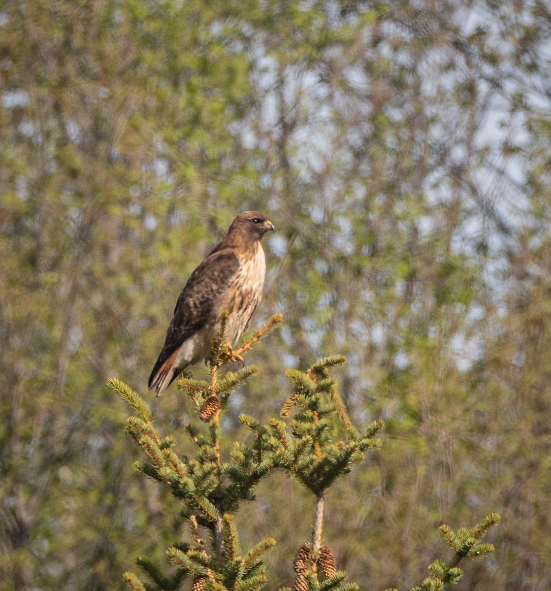 Red-tailed Hawk - ML619111345