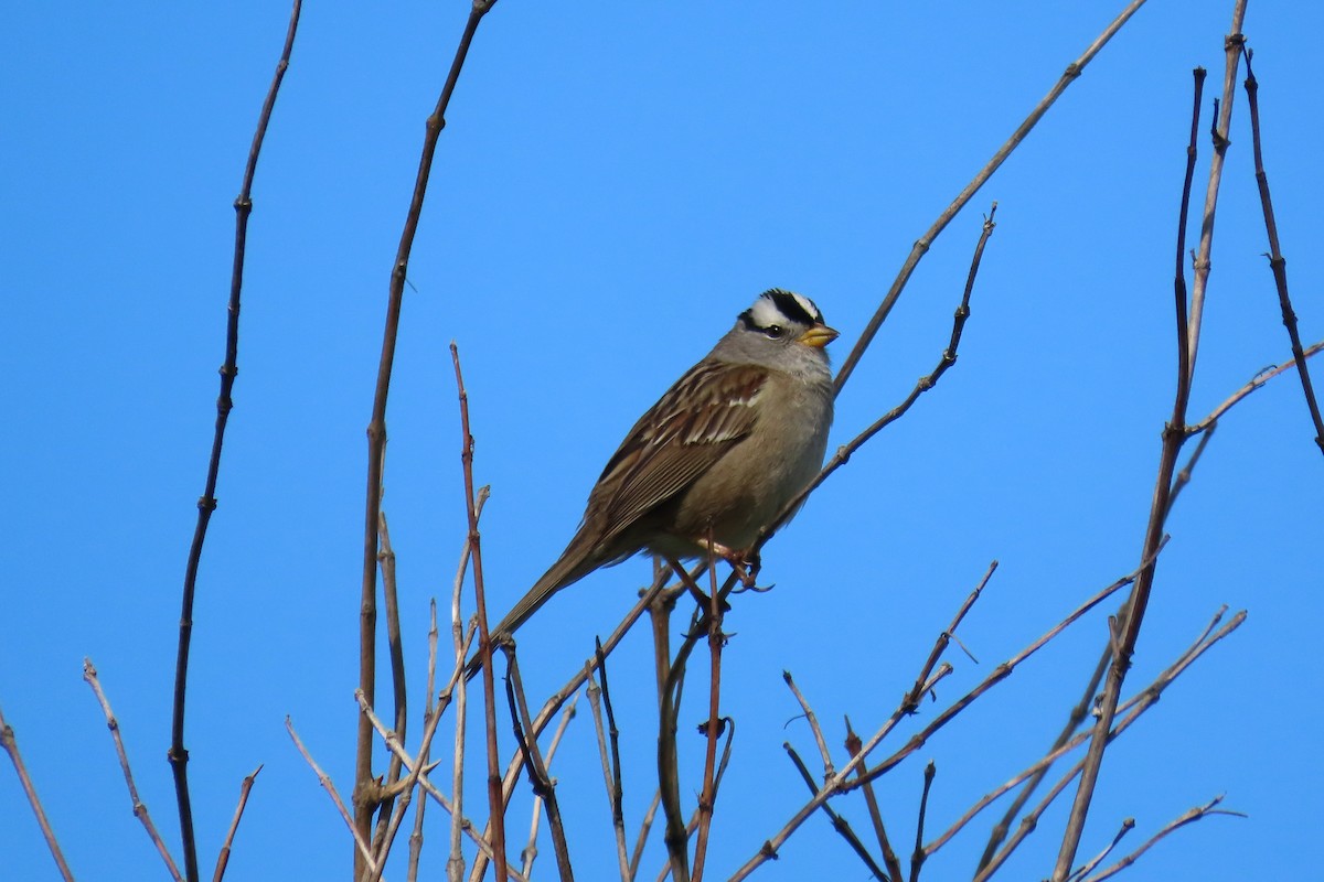 White-crowned Sparrow - ML619111380