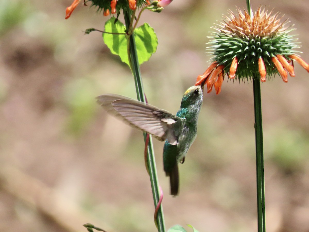 Green-and-white Hummingbird - ML619111381