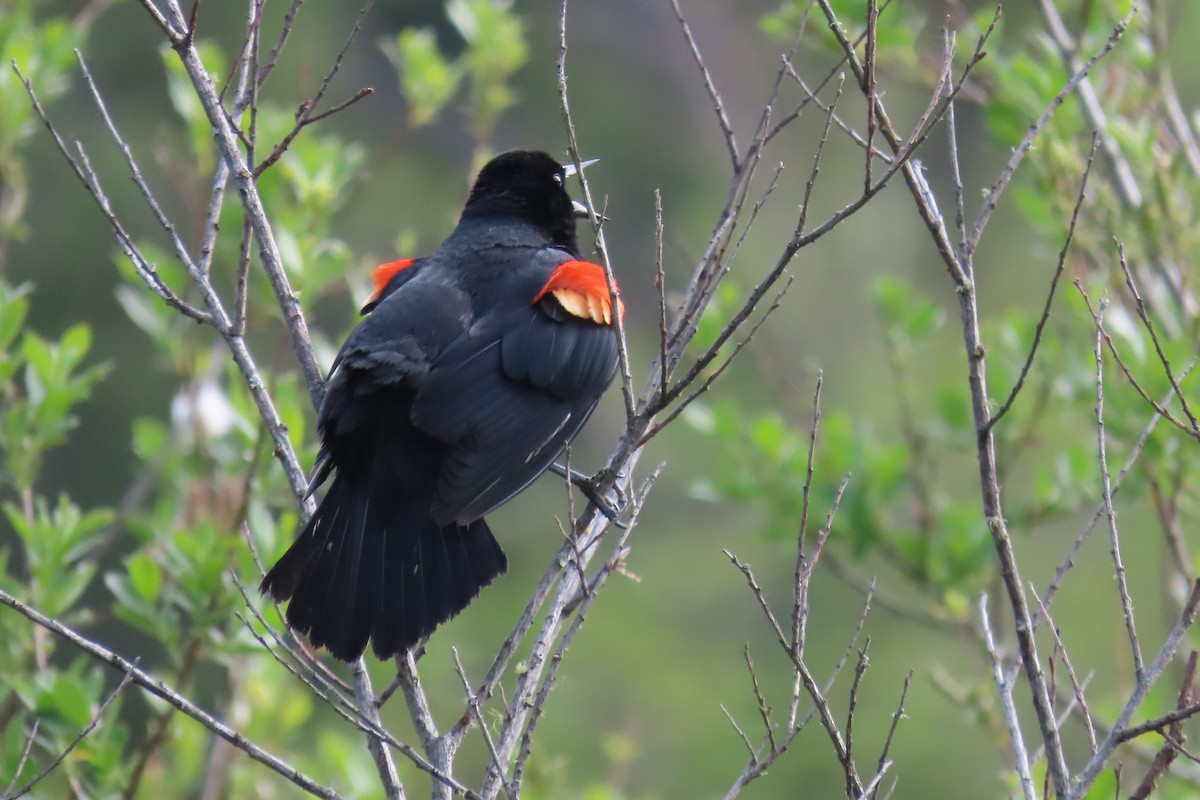 Red-winged Blackbird - ML619111405