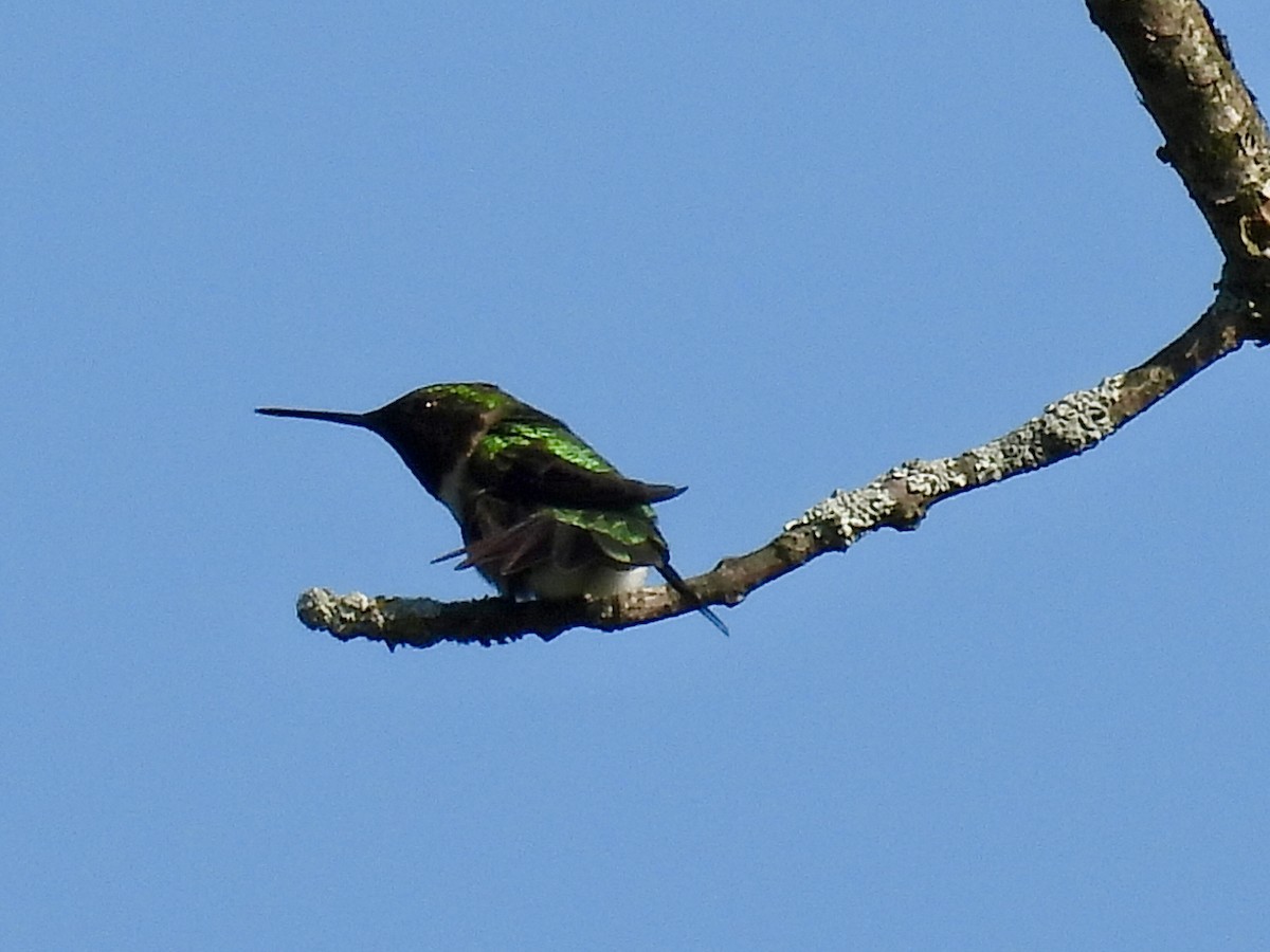 Ruby-throated Hummingbird - ML619111413