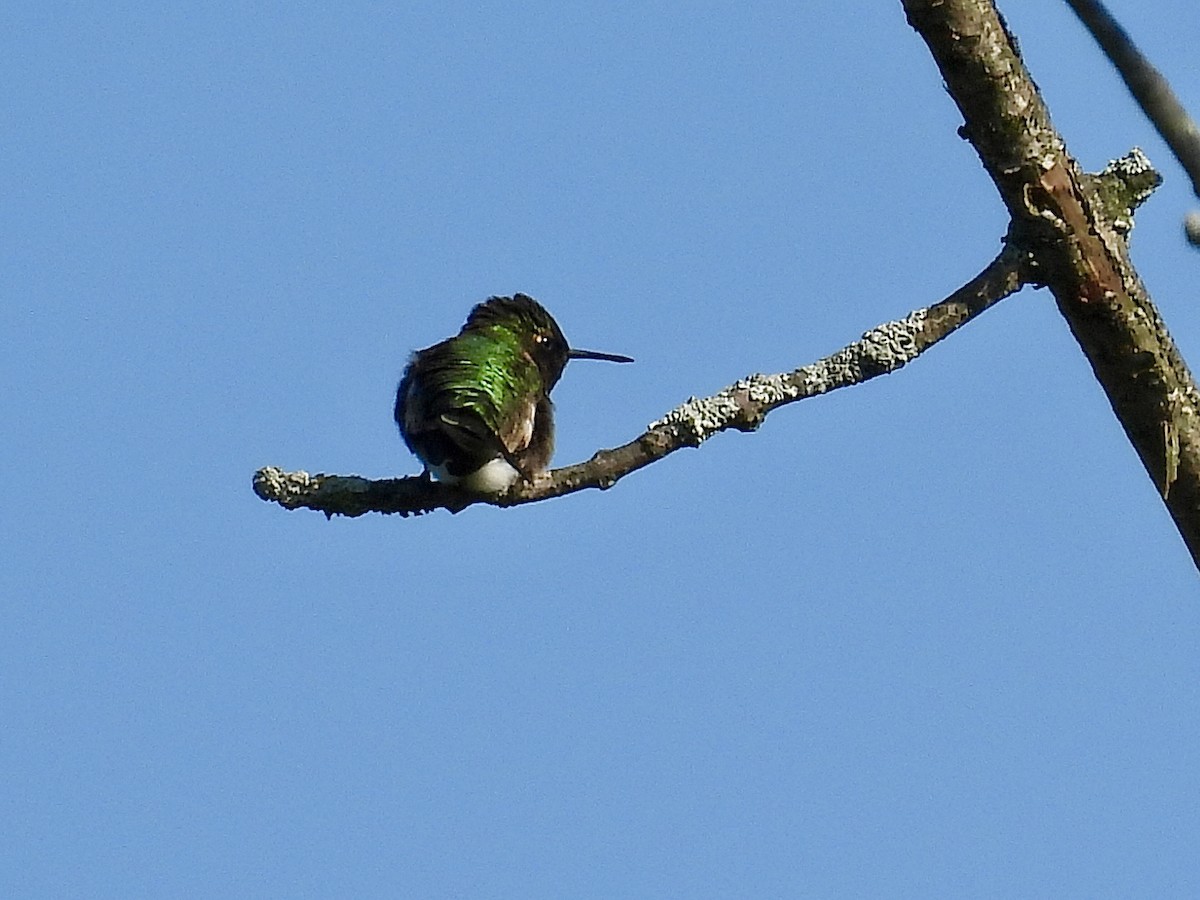 Ruby-throated Hummingbird - ML619111415