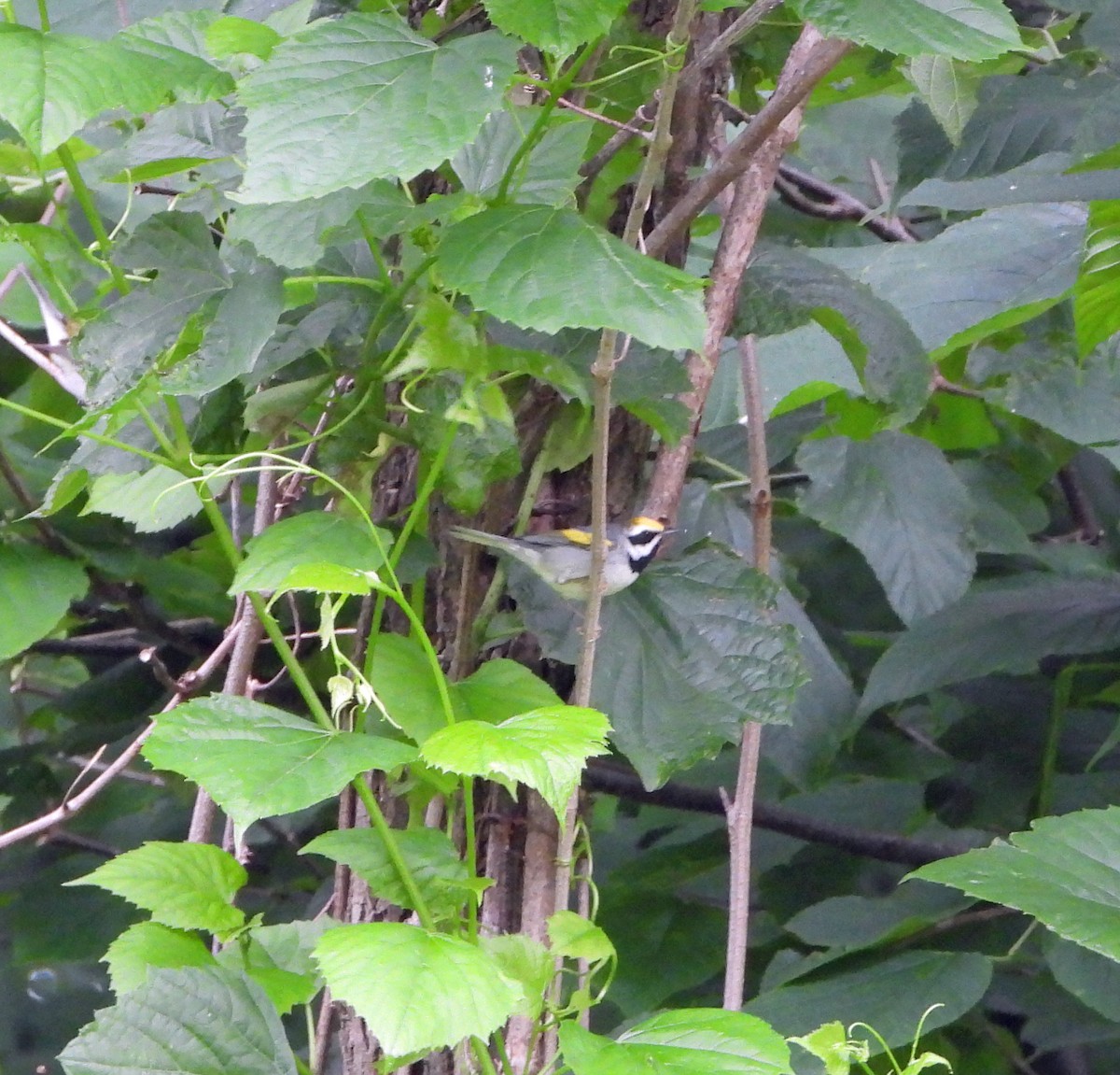 Golden-winged Warbler - ML619111416