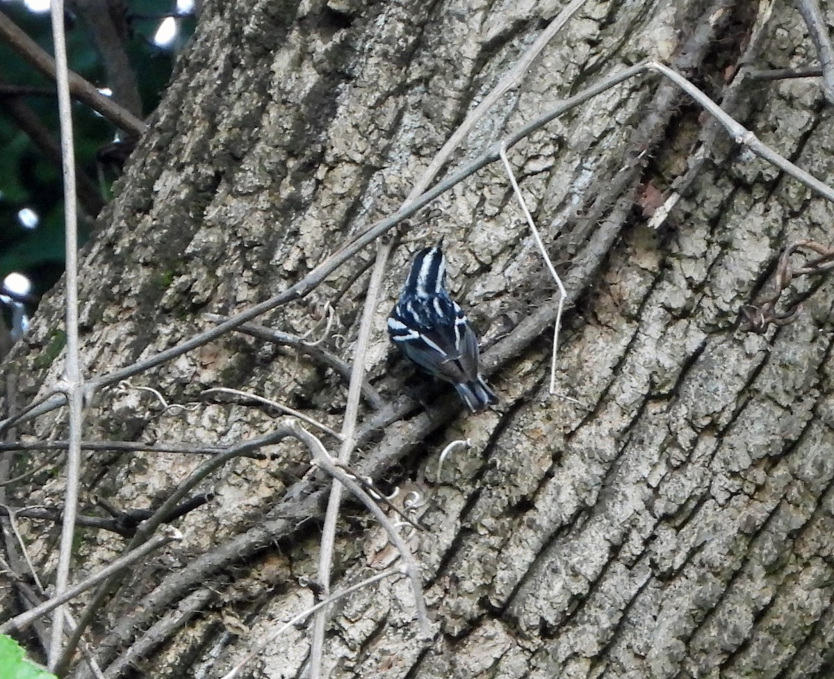Black-and-white Warbler - ML619111445