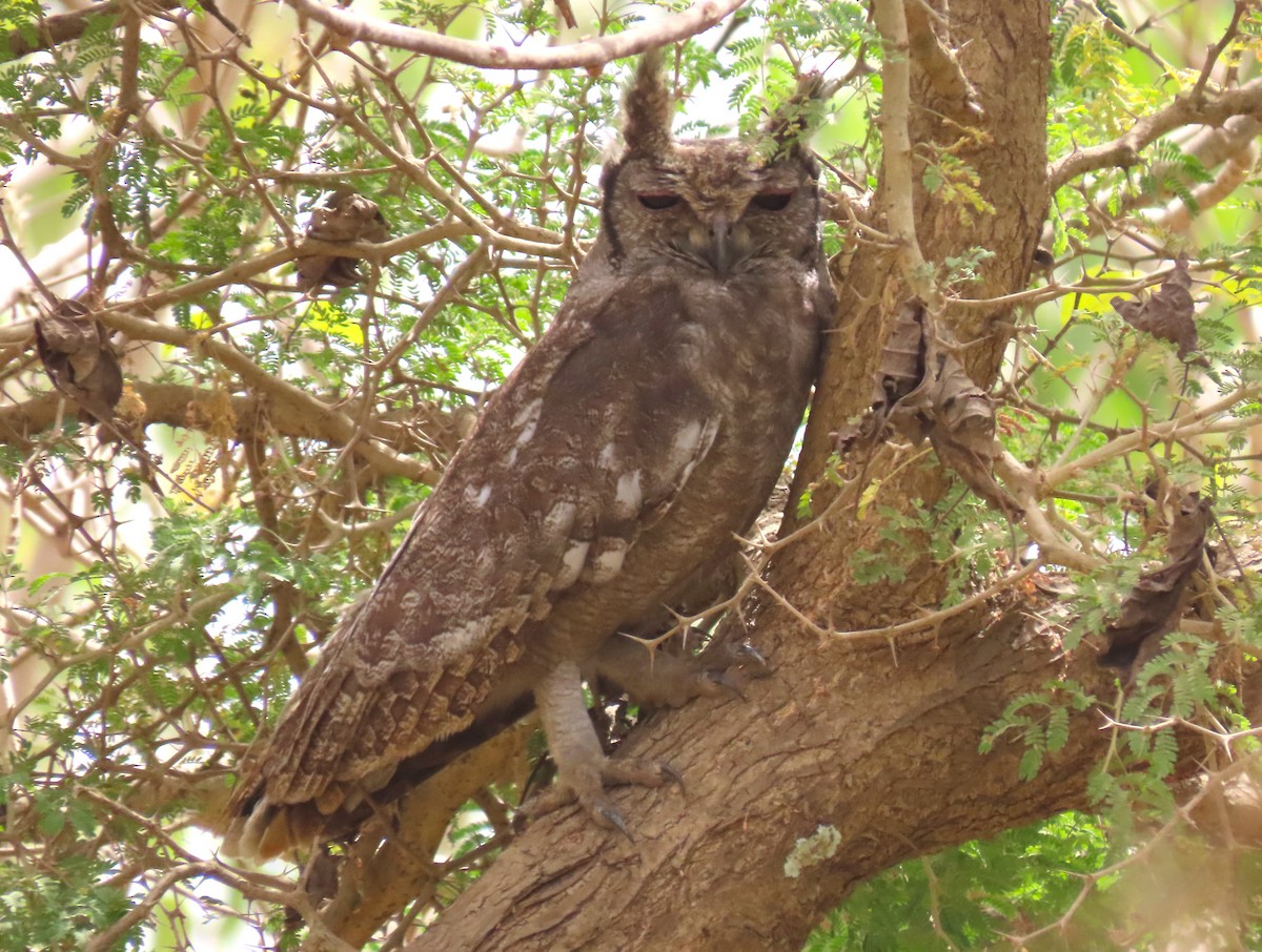 Grayish Eagle-Owl - ML619111471
