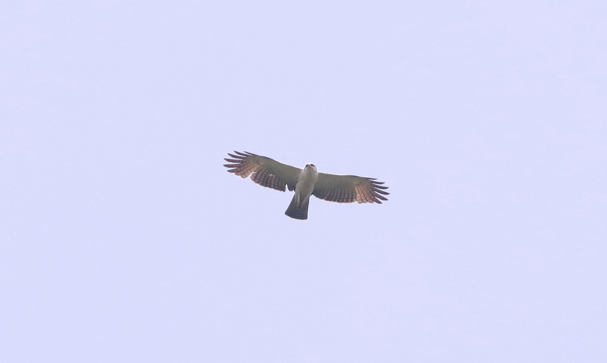 Rufous-bellied Eagle - ML619111511