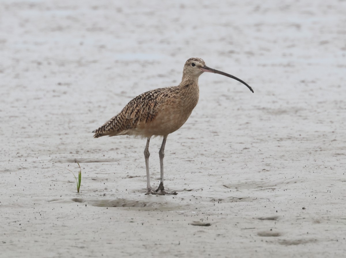 Long-billed Curlew - ML619111524