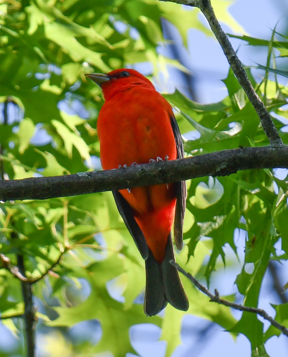 Scarlet Tanager - ML619111553