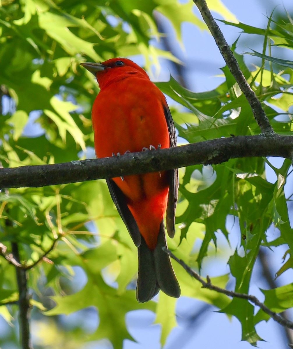 Scarlet Tanager - ML619111555