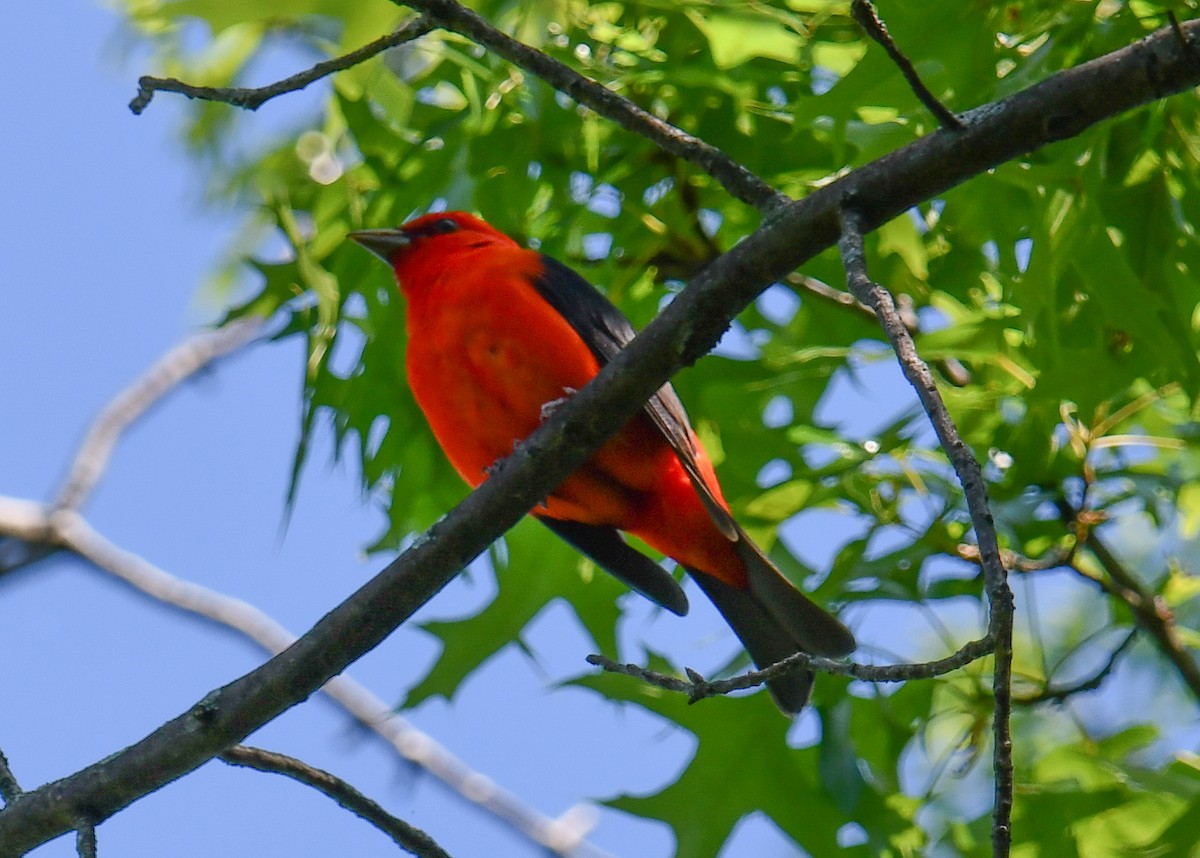 Scarlet Tanager - ML619111556