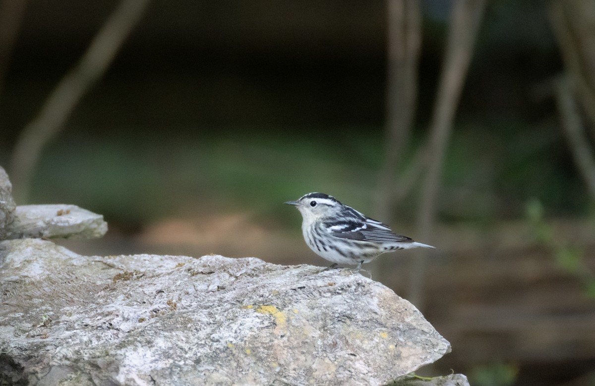 Black-and-white Warbler - ML619111576