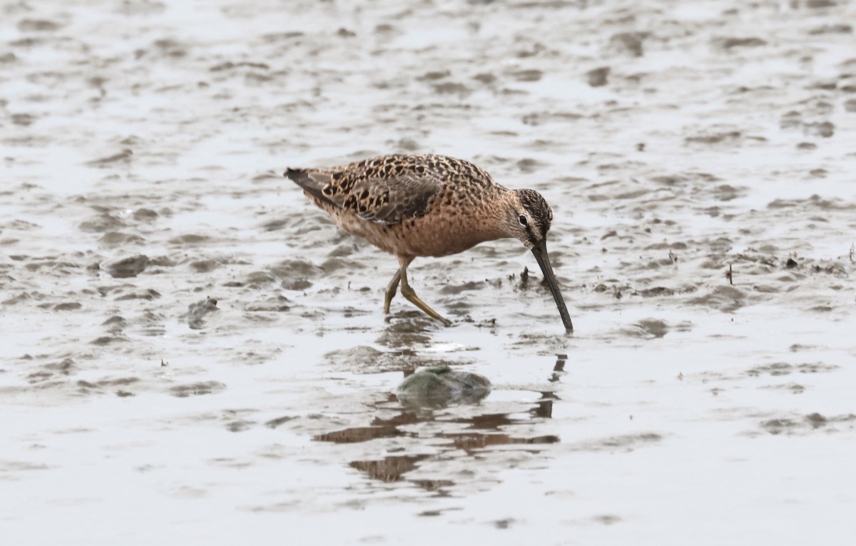 Long-billed Dowitcher - ML619111579