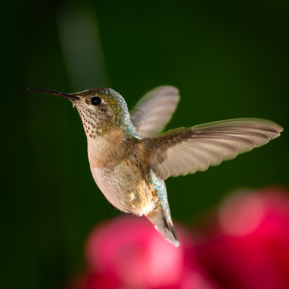 Calliope Hummingbird - ML619111596