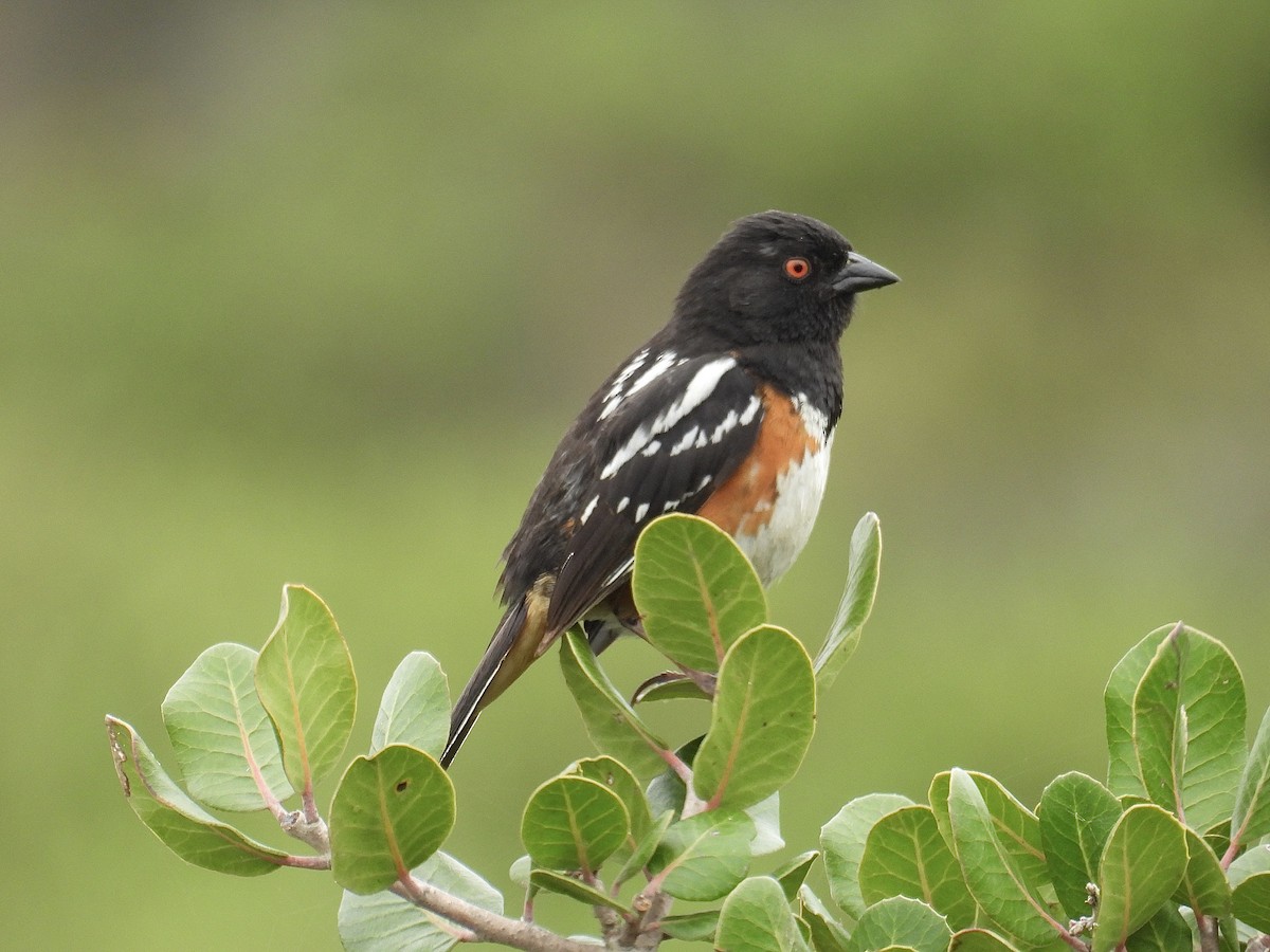 Spotted Towhee - ML619111602