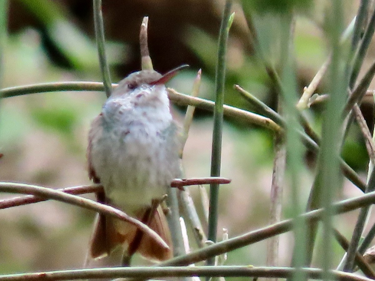 White-bellied Hummingbird - ML619111643