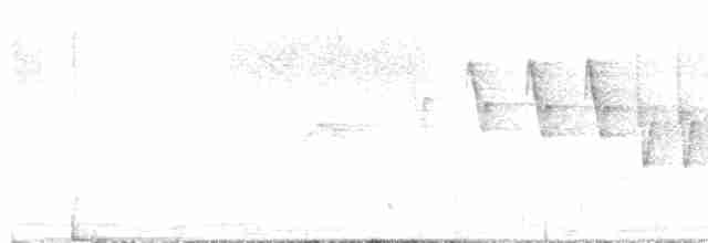 Светлобрюхий фиби - ML619111663