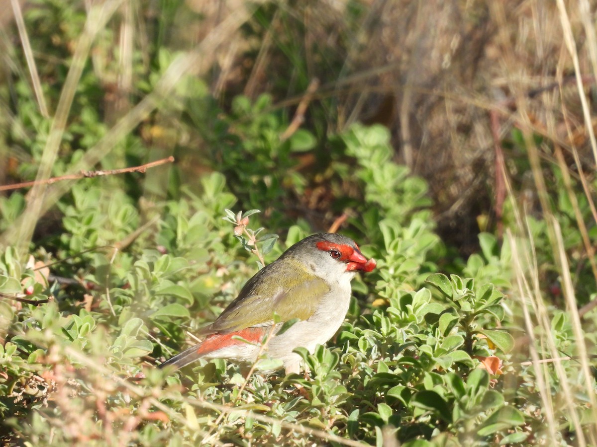 Red-browed Firetail - ML619111678