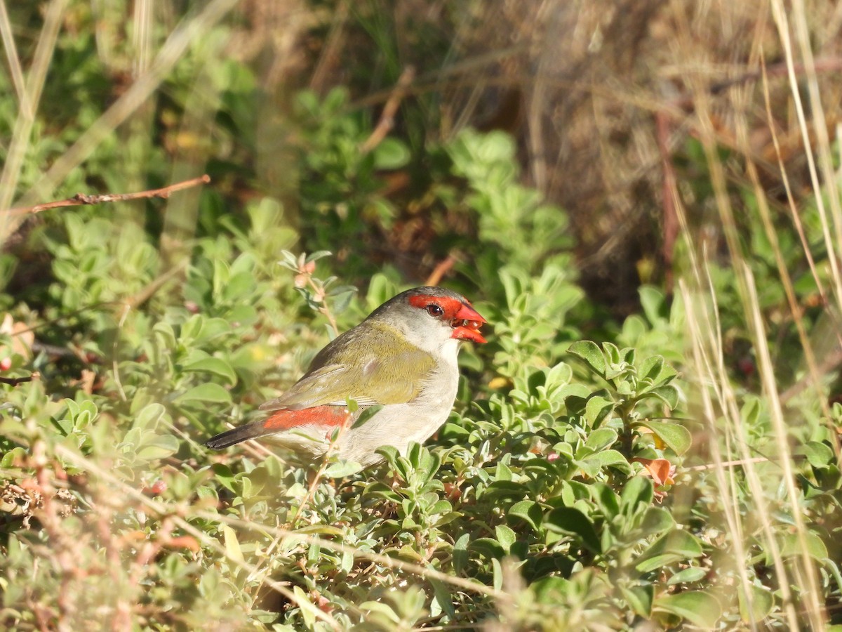 Red-browed Firetail - ML619111679