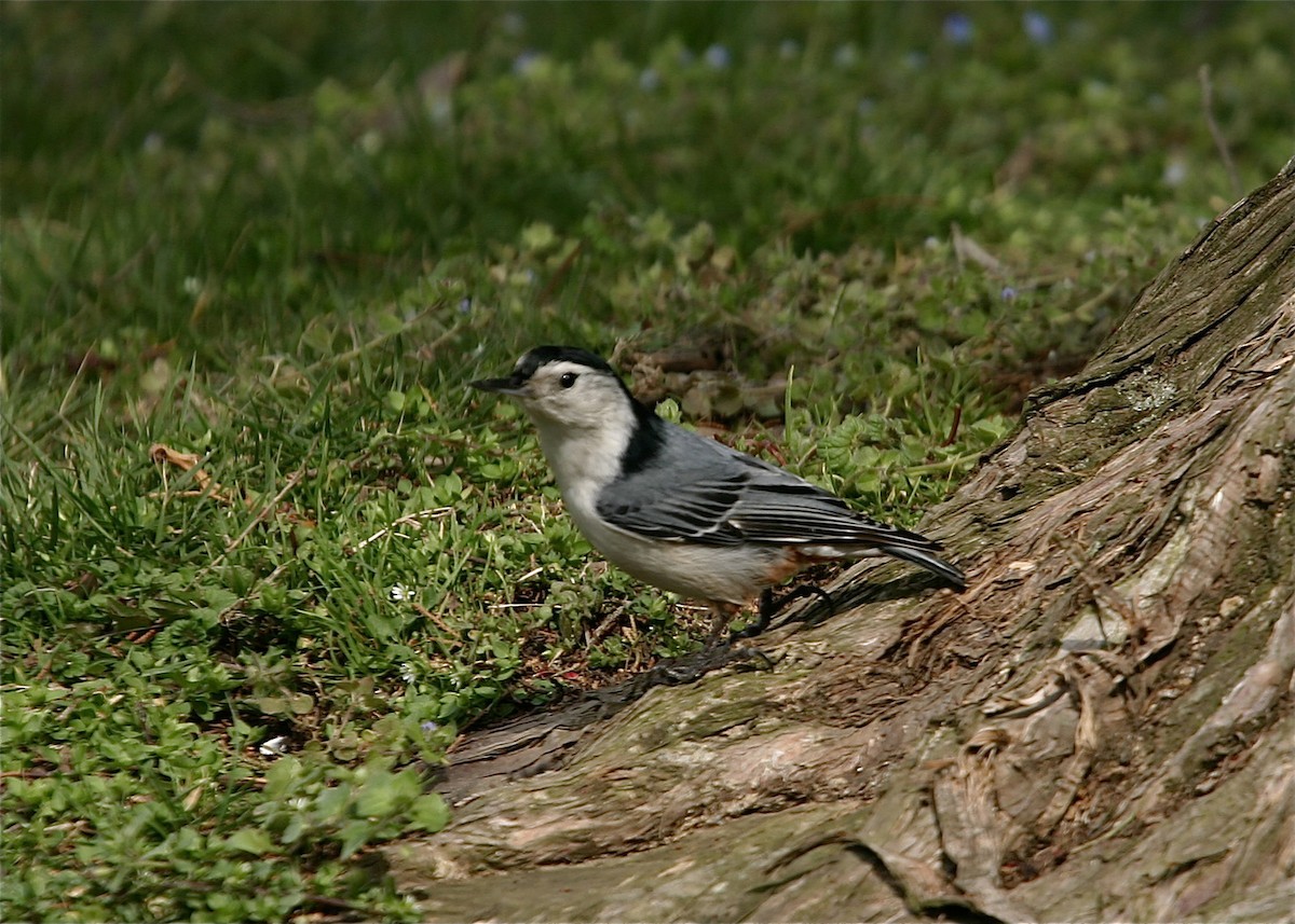 White-breasted Nuthatch - ML619111689
