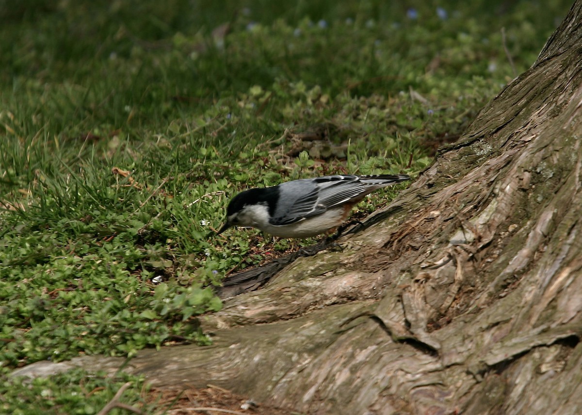 White-breasted Nuthatch - ML619111700