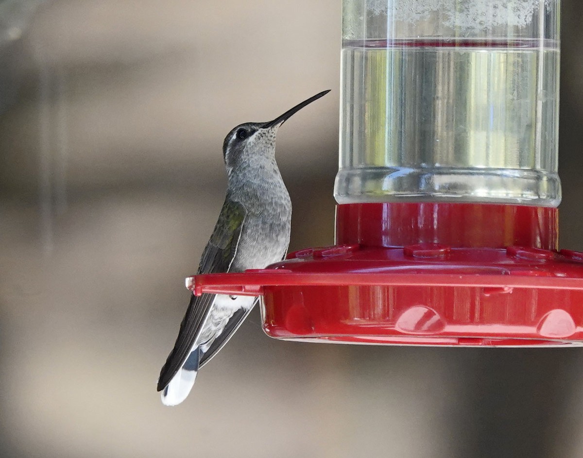 kolibřík blankytohrdlý - ML619111705