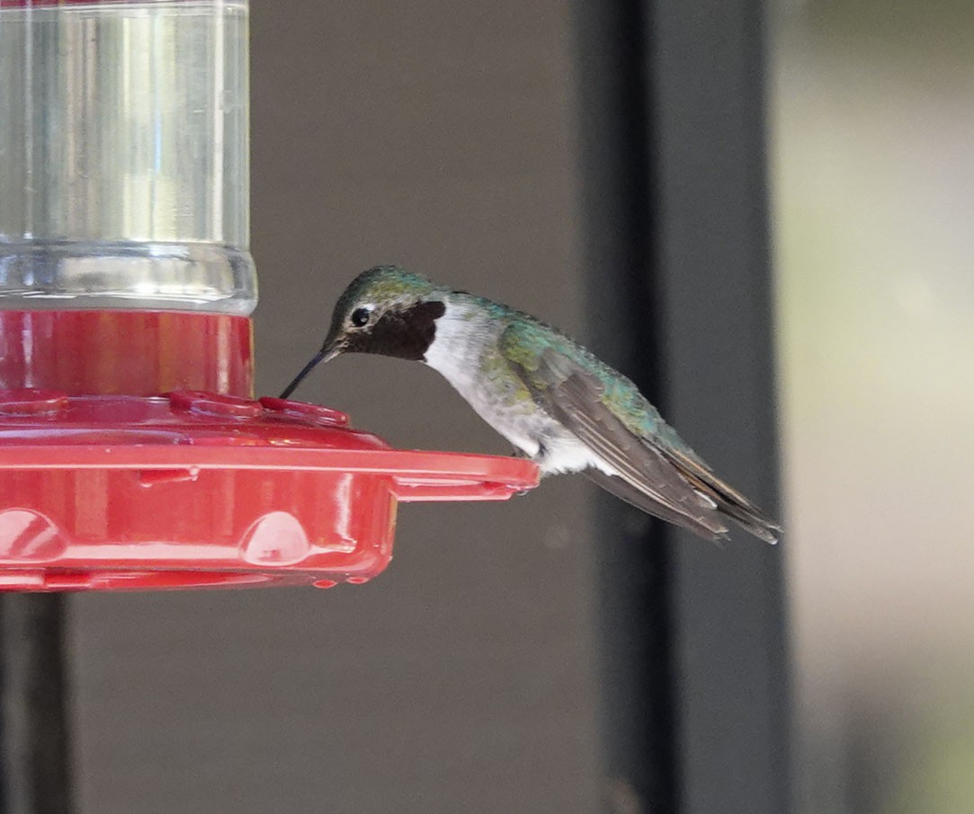 Broad-tailed Hummingbird - ML619111733
