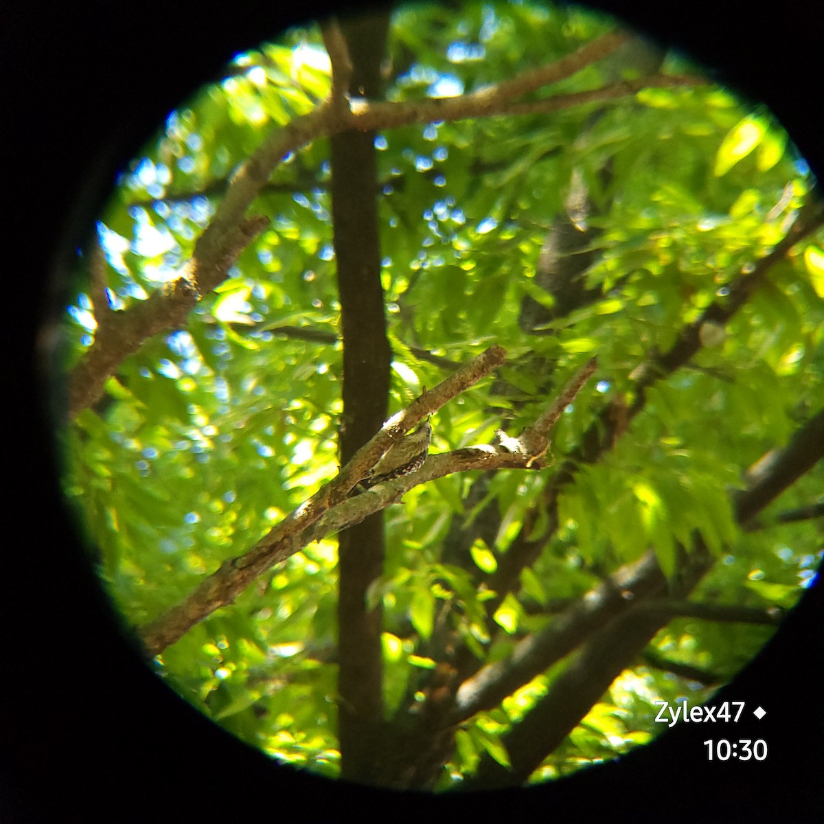 Japanese Pygmy Woodpecker - ML619111755