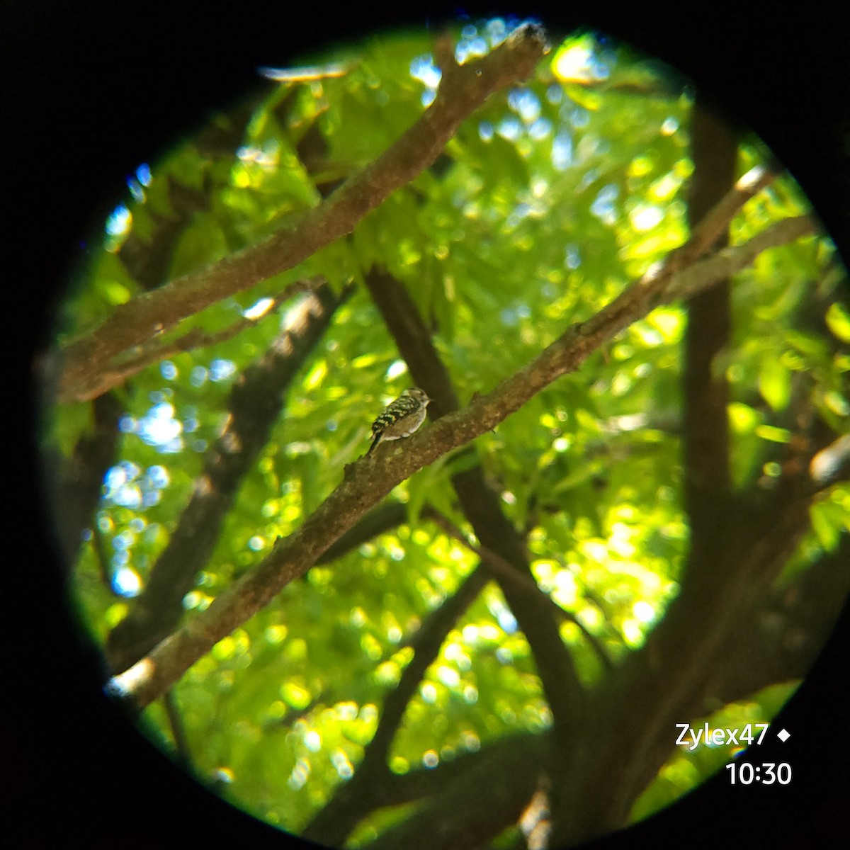 Japanese Pygmy Woodpecker - ML619111757