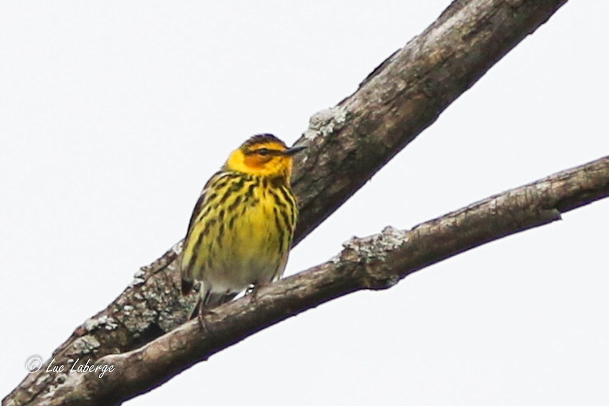 Cape May Warbler - ML619111775