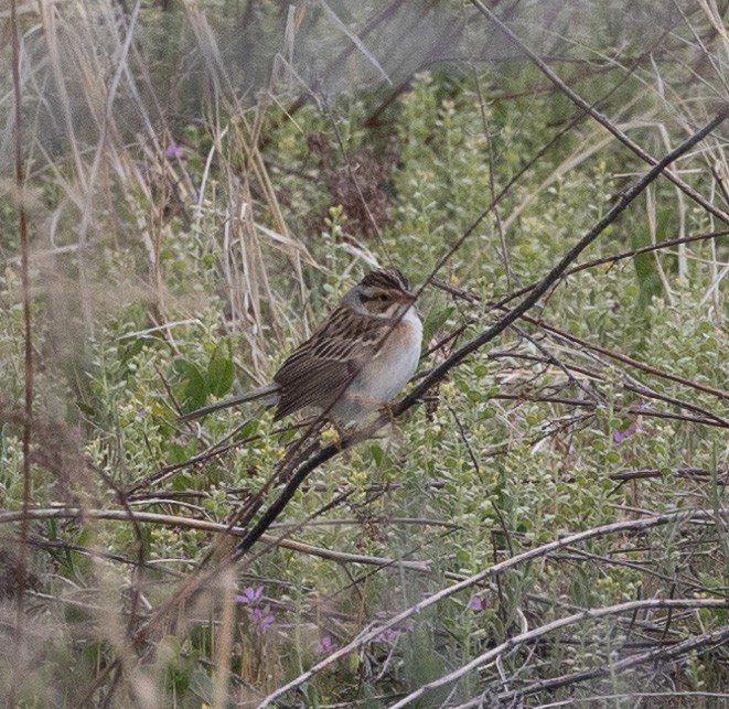 Clay-colored Sparrow - ML619111792