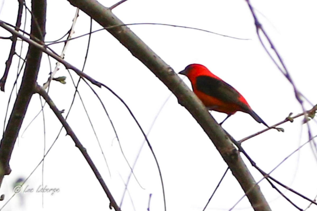 Scarlet Tanager - ML619111793