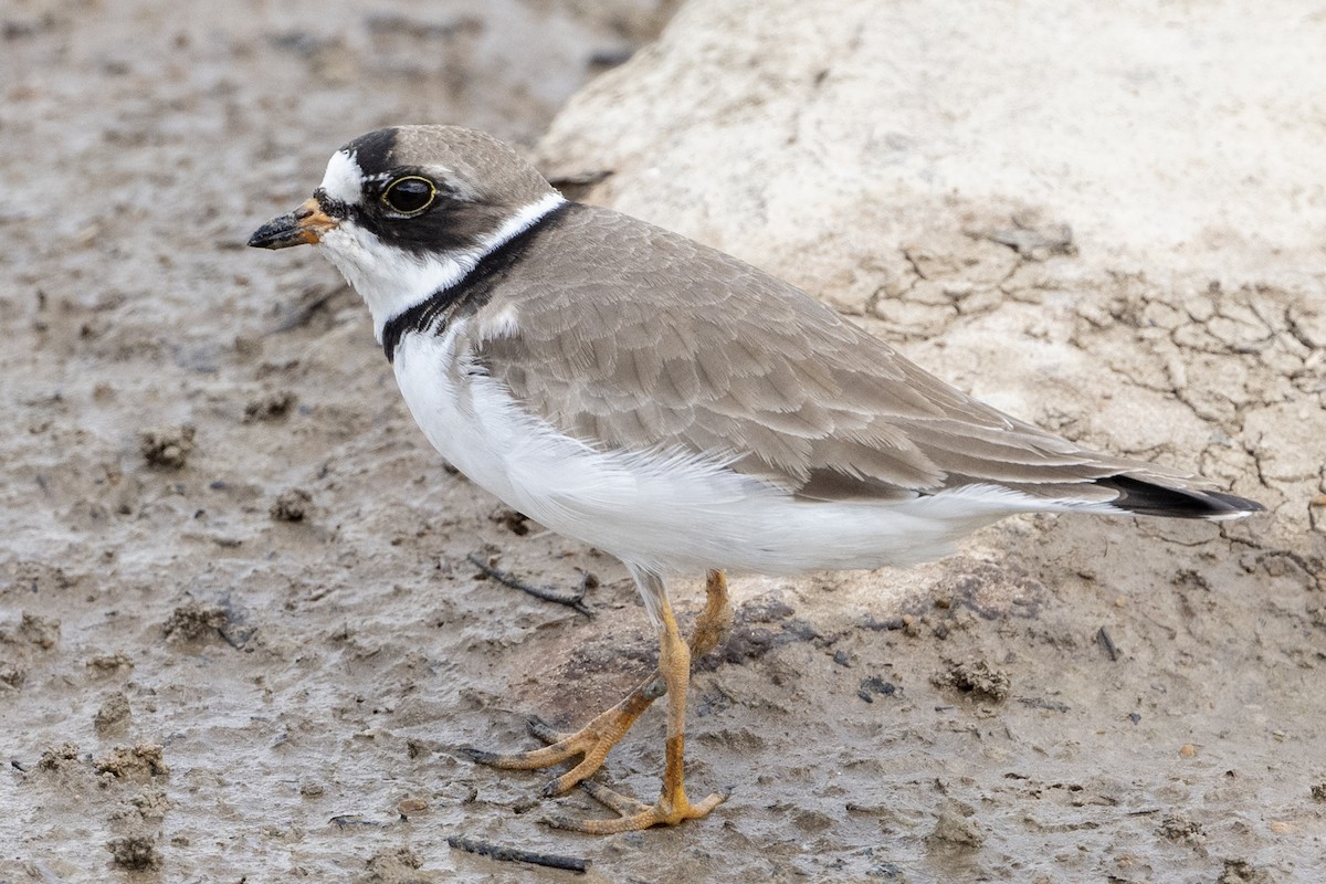 Semipalmated Plover - ML619111815