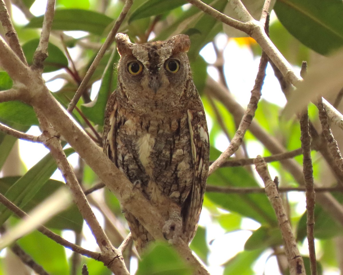 African Scops-Owl (African) - ML619111831