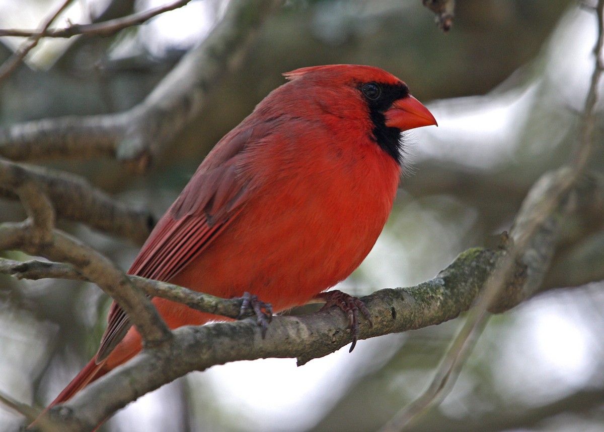 Cardinal rouge - ML619111852