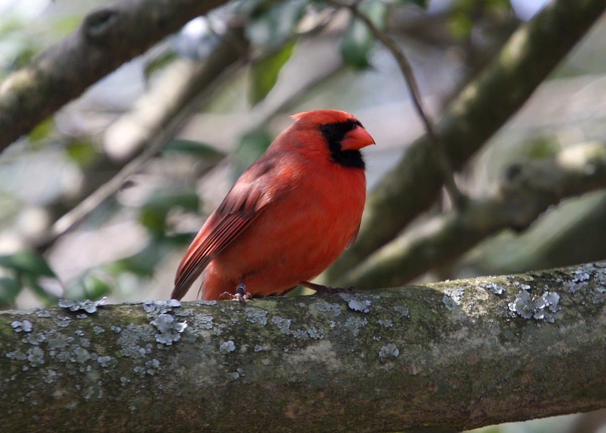 Cardinal rouge - ML619111862