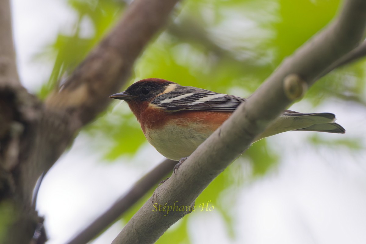 Bay-breasted Warbler - ML619111902