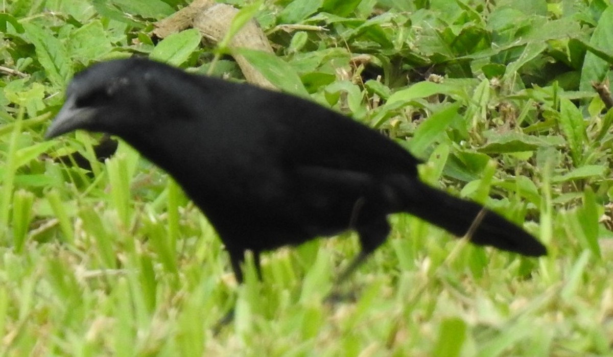 Great-tailed Grackle - ML619111938