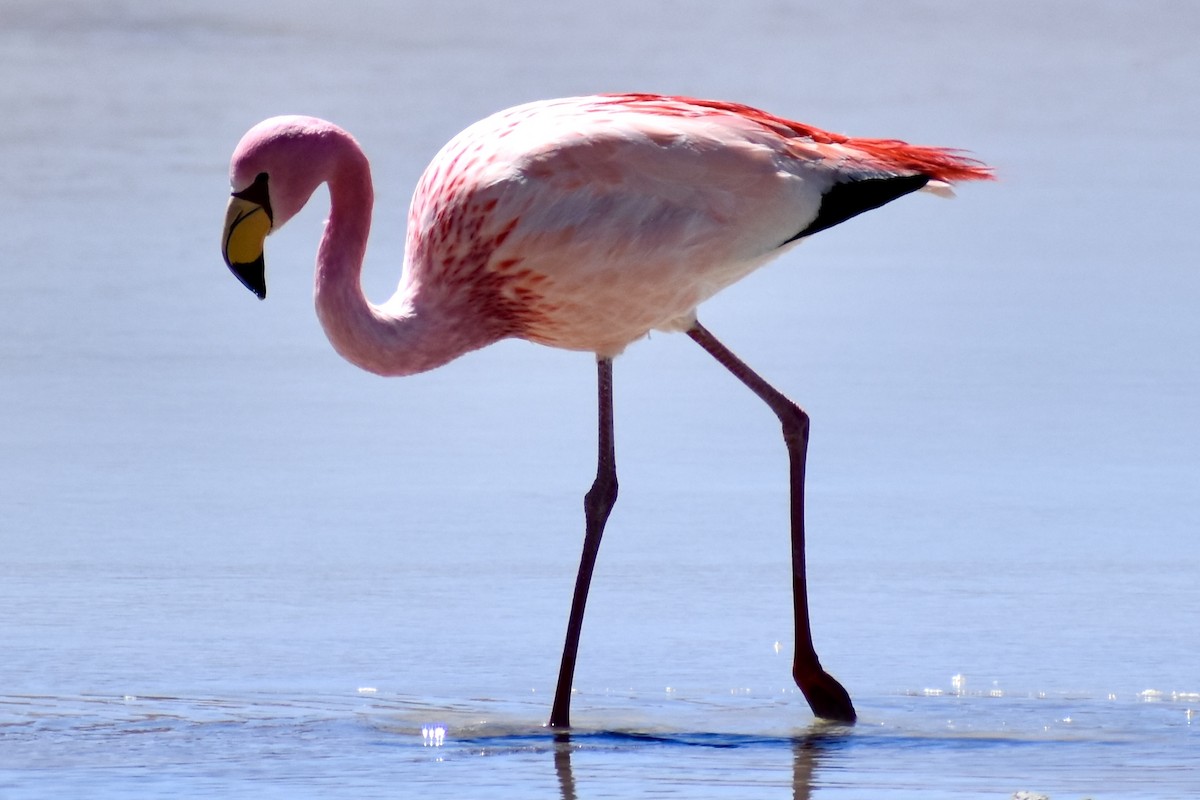 And Flamingosu - ML619111988