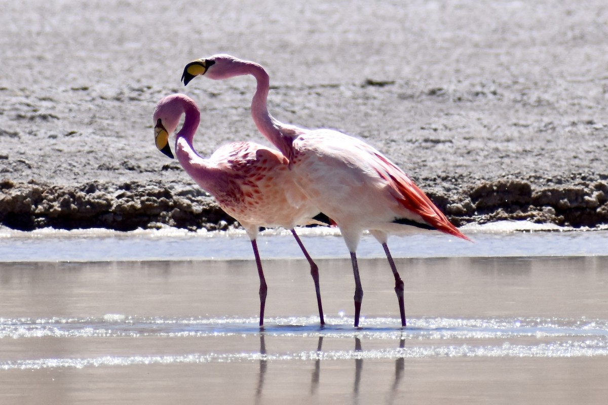Andean Flamingo - ML619111989
