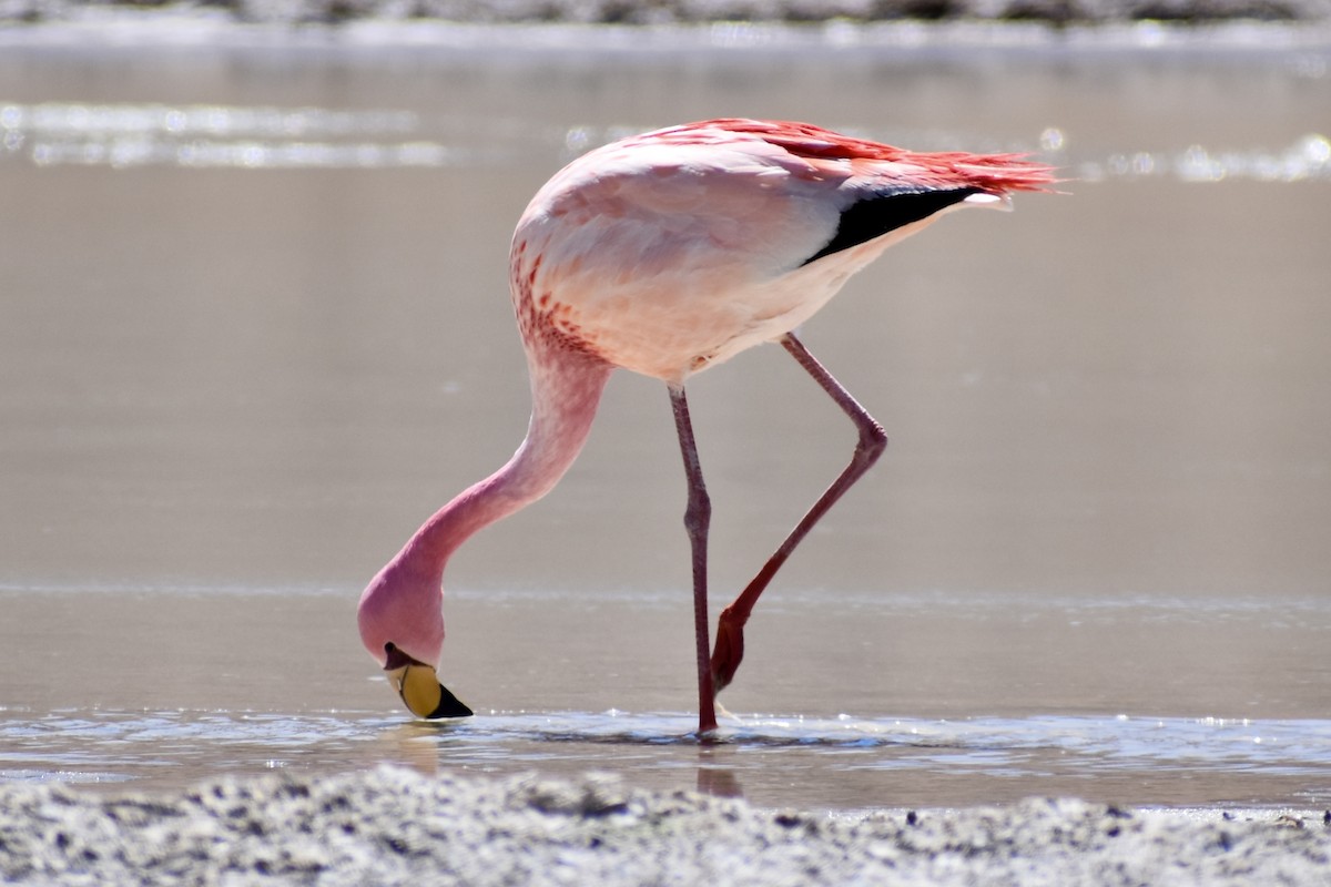 Andean Flamingo - ML619111992
