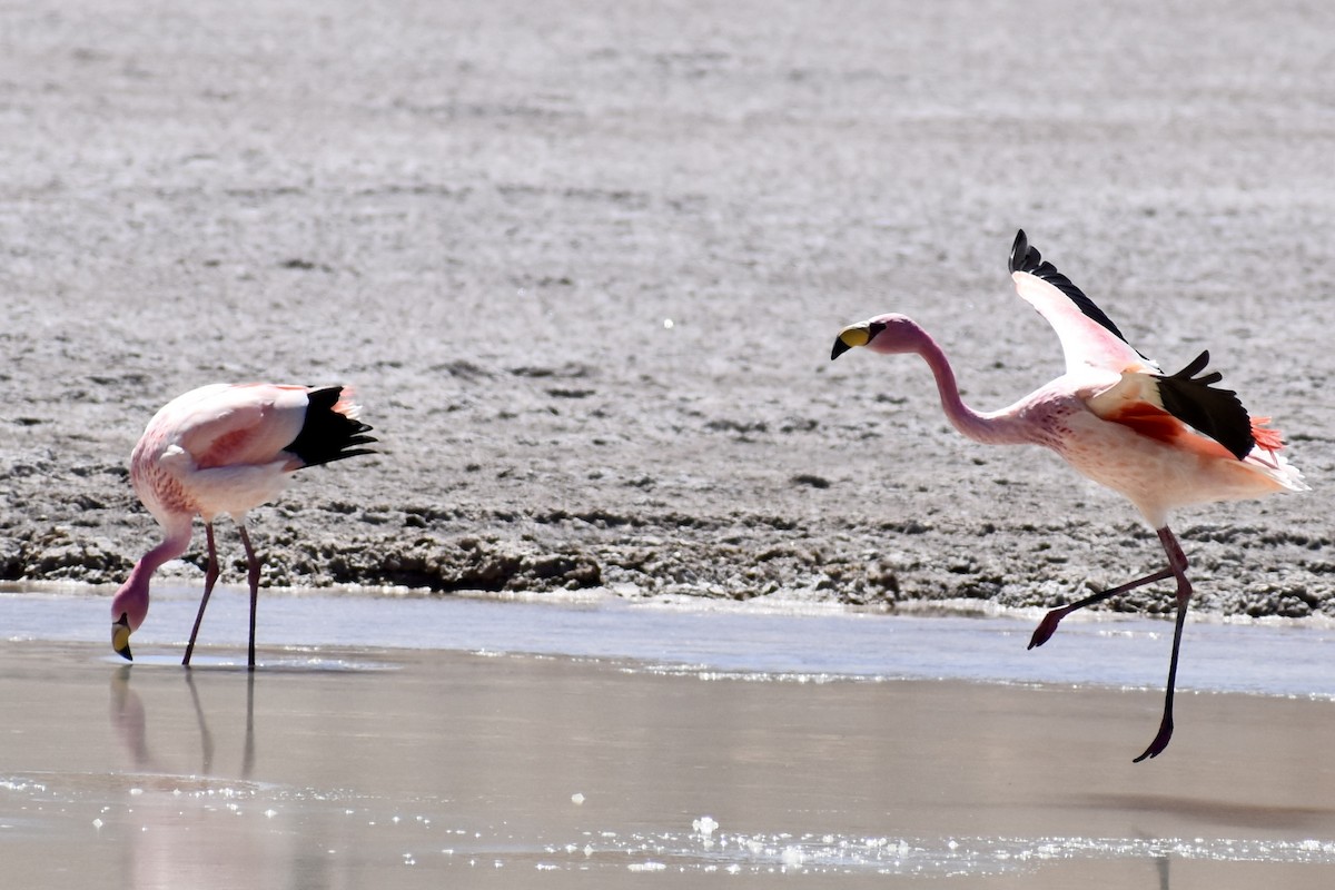 And Flamingosu - ML619111993